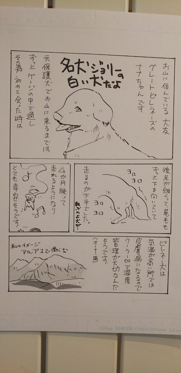 ピレネー犬　　1