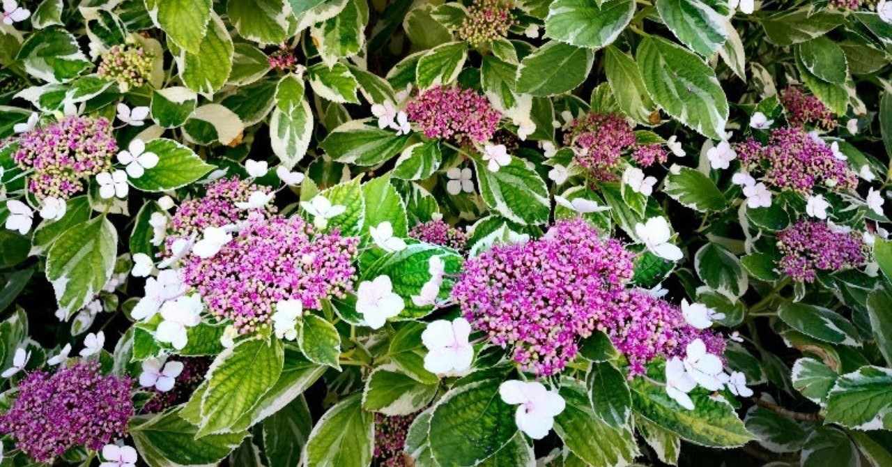 好きなことがわからない の新着タグ記事一覧 Note つくる つながる とどける