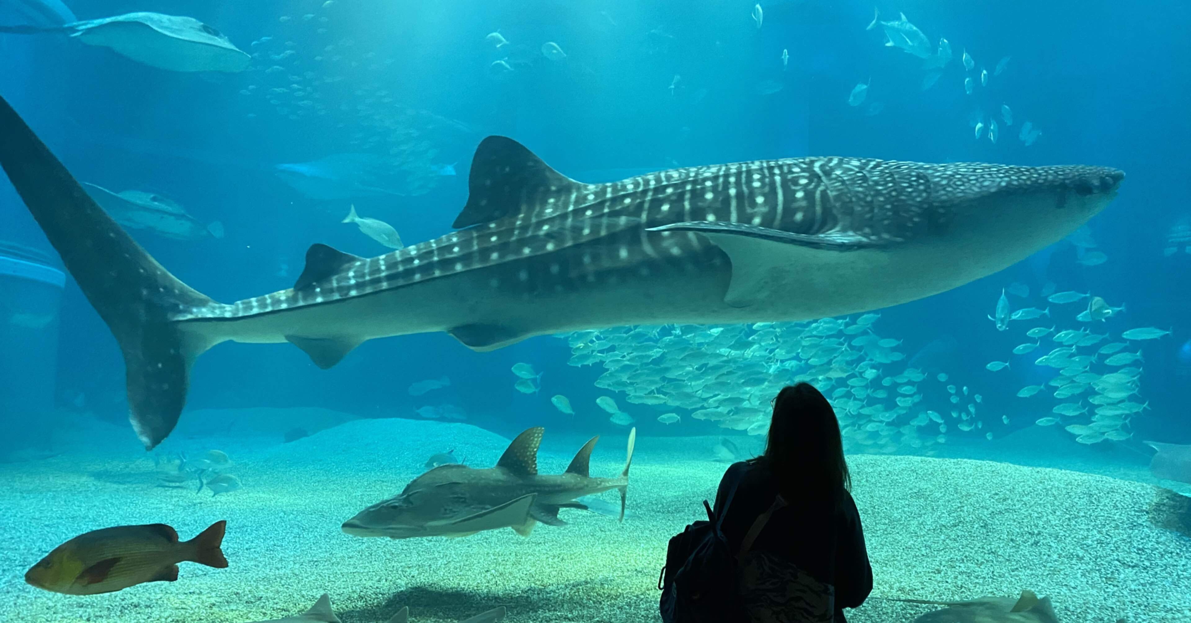 0e31e01ff3065eef53b4454a8a6525