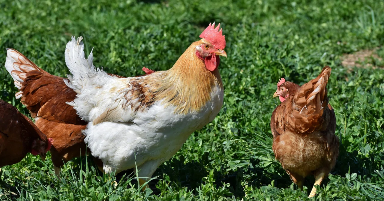 Working at a French Poultry Farm Before Christmas｜Ça y est!