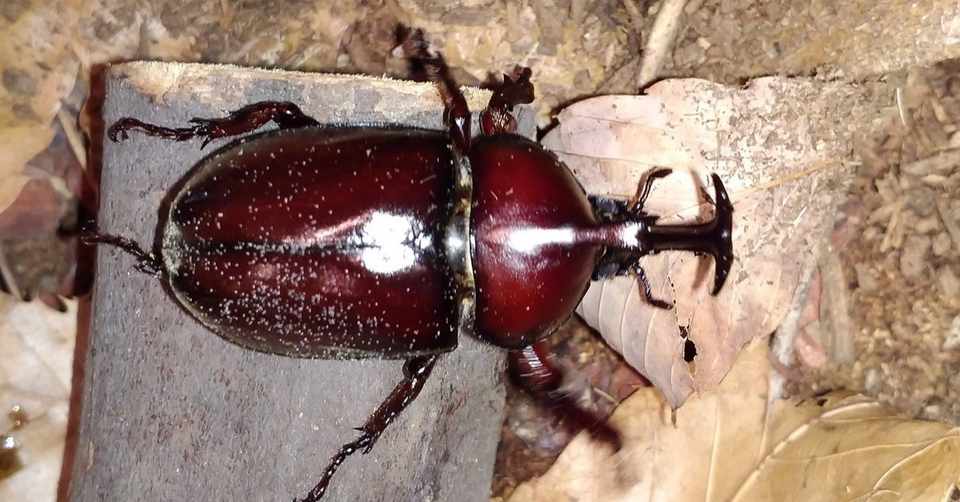 カブトムシ子育て日記 初めてのおつかい カブトムシ クワガタ専門店 たけひと Note