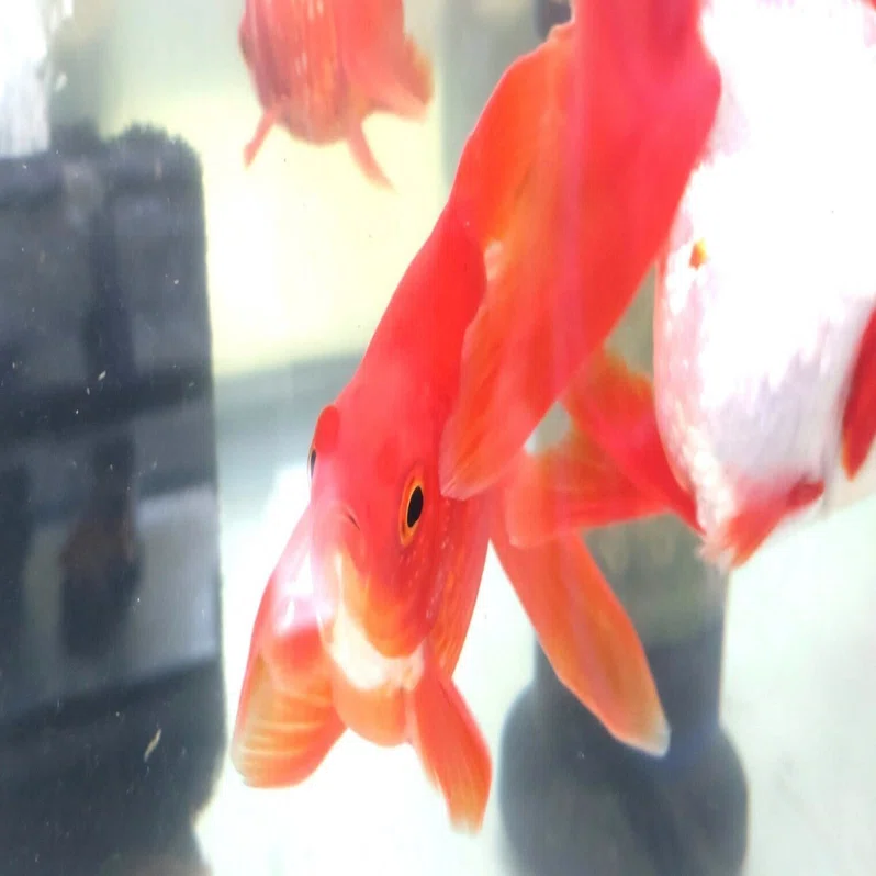 川崎市宮前区】涼しげで華やかな金魚がたくさん！住宅街のド真ん中に