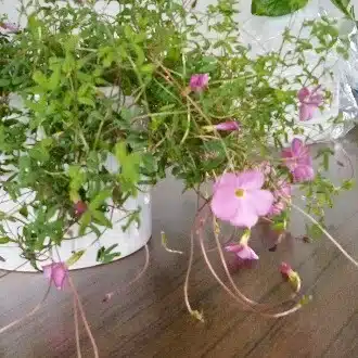 花埜ワールド