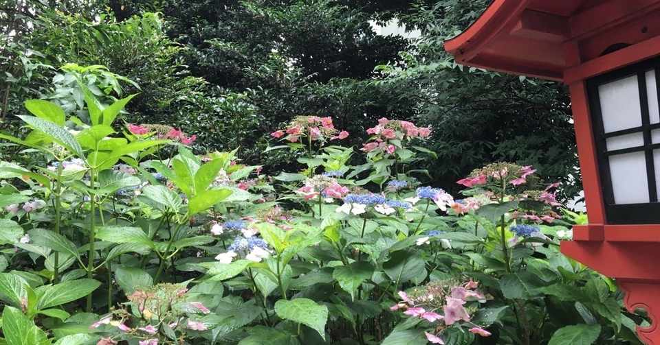 川越八幡宮の紫陽花 小江戸川越 俳句散歩ことだまこ Note