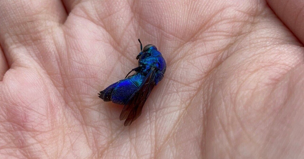 幸せの青いハチ オオセイボウ（大青蜂）｜チャンたけの気まぐれ雑記