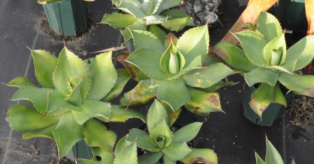 アガベ 品種紹介（Crenatae節）｜KKGREEN