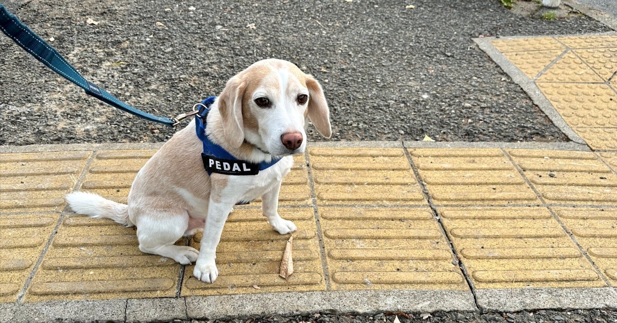 ああ、あこがれのデイリーポータルZ。｜古賀史健