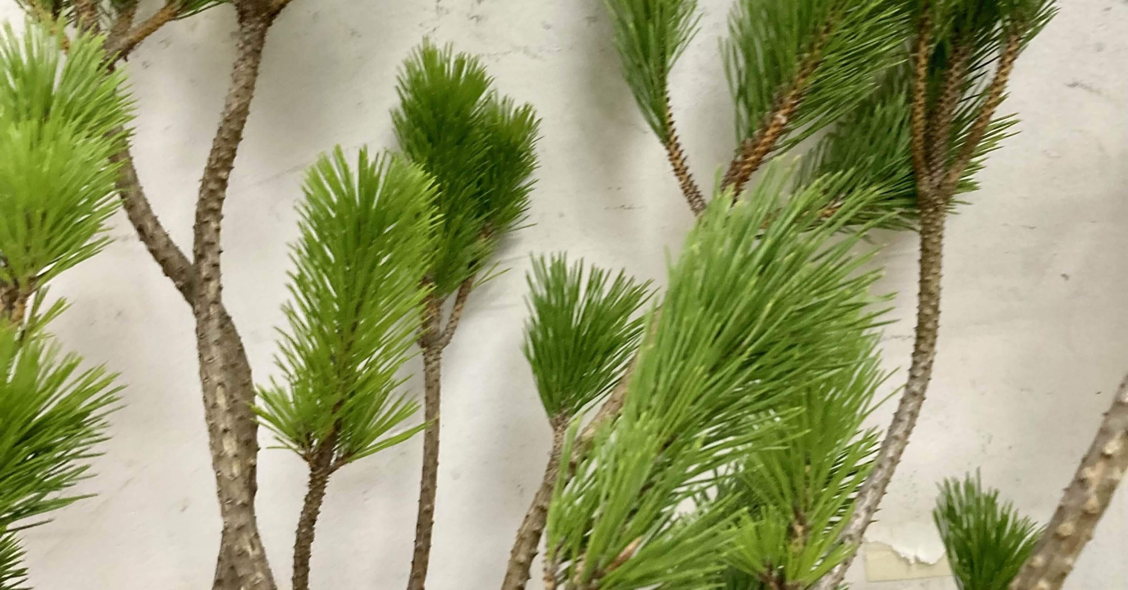 仕立て物　黒松　正月に縁起よし 672d278b65e9f64e234ba47aece03d