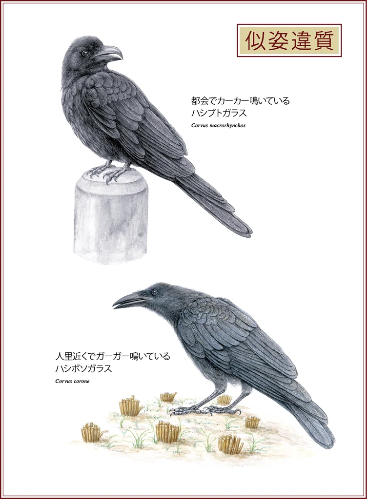第325回 人間みたいなカラス ハシブトガラス ハシボソガラス共に９回目 翆野 大地 Note