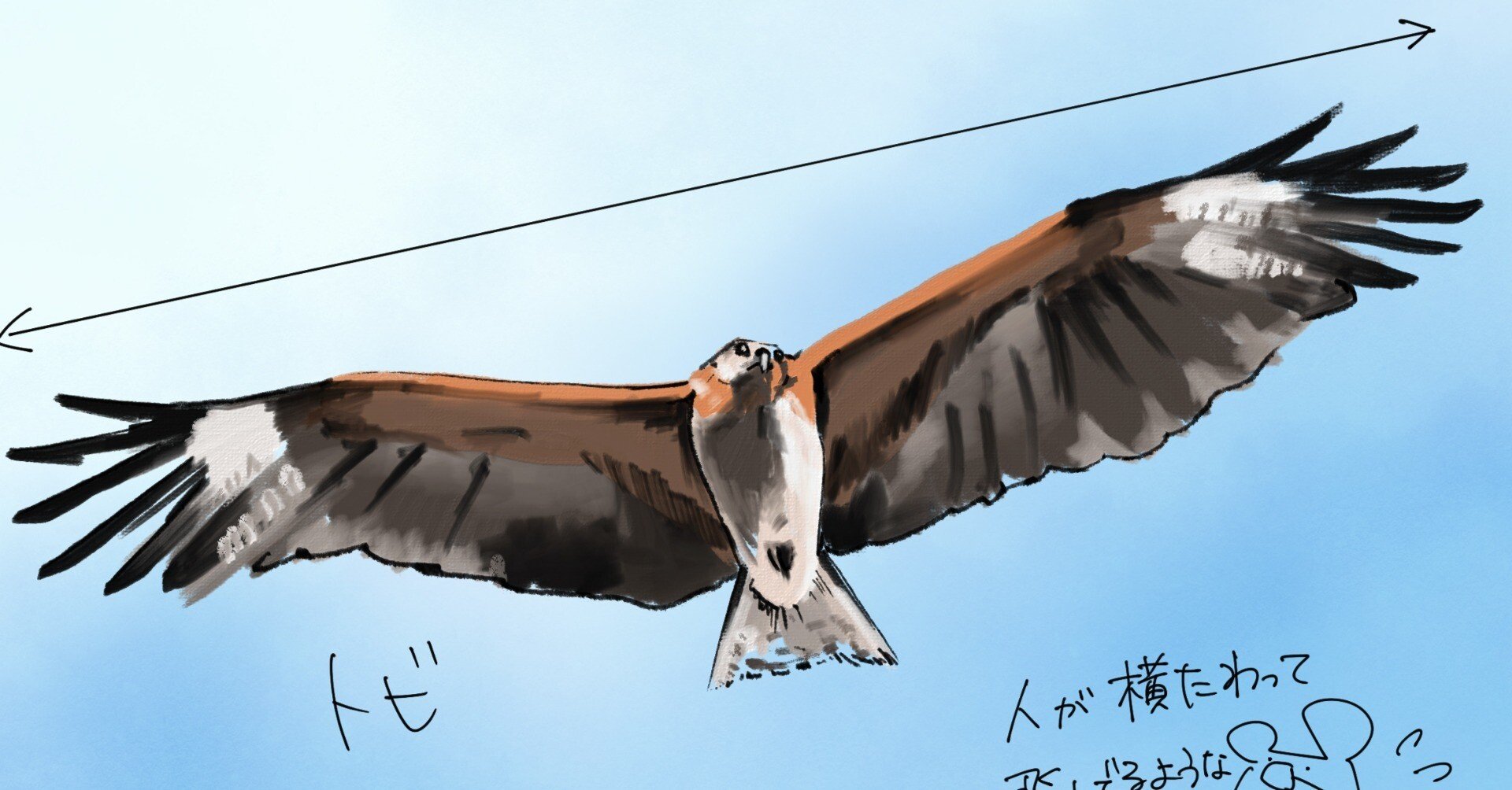 翼を広げたら160センチ｜トビ｜くますけ｜自然ガイド・クリエイター