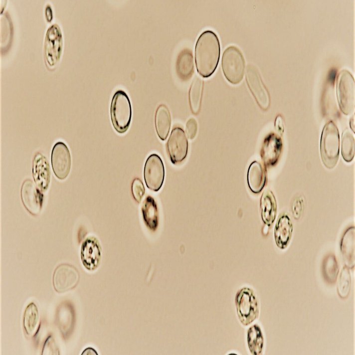 20】清酒醸造の微生物(1) －酵母⑦－ (公設研究機関 西日本編