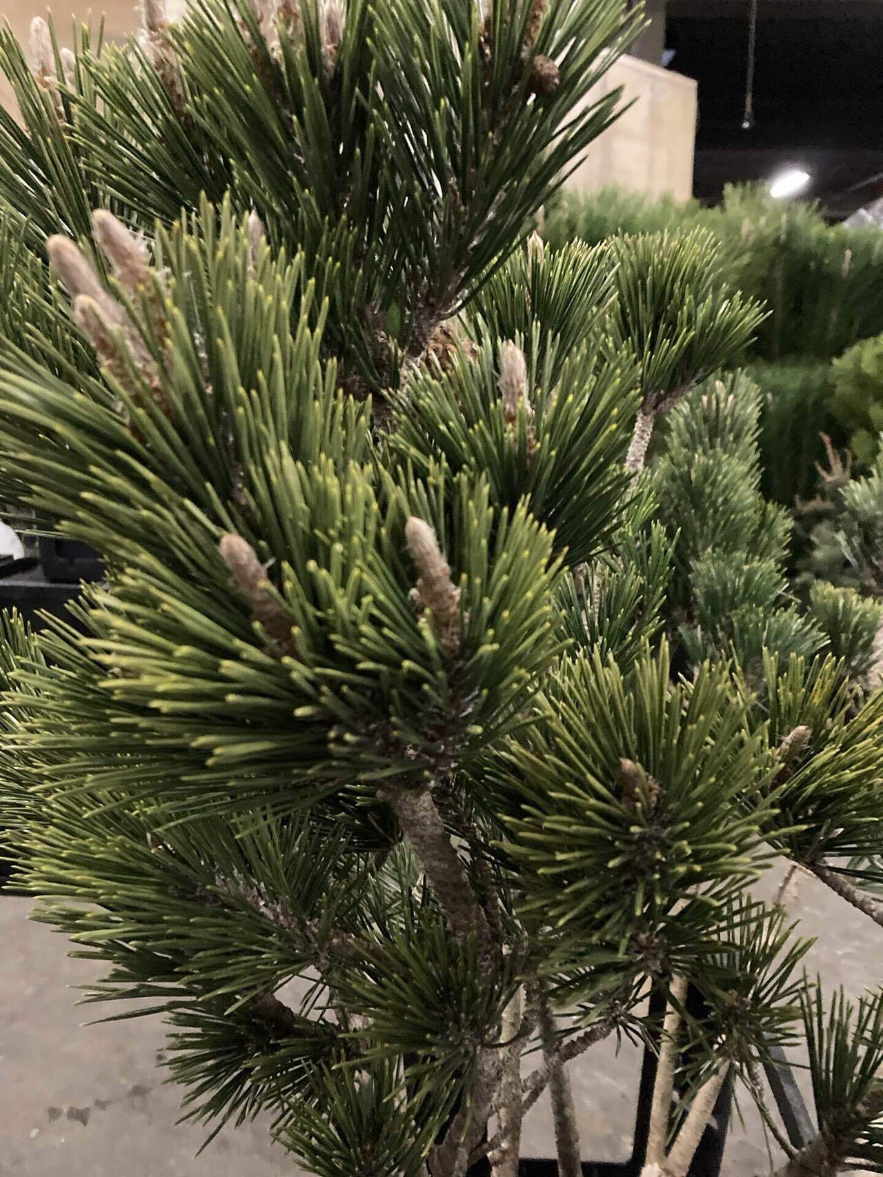 仕立て物　黒松　正月に縁起よし 楽天市場】【お正月 迎春 2025】送料無料 新春 アレンジメント 花 年内