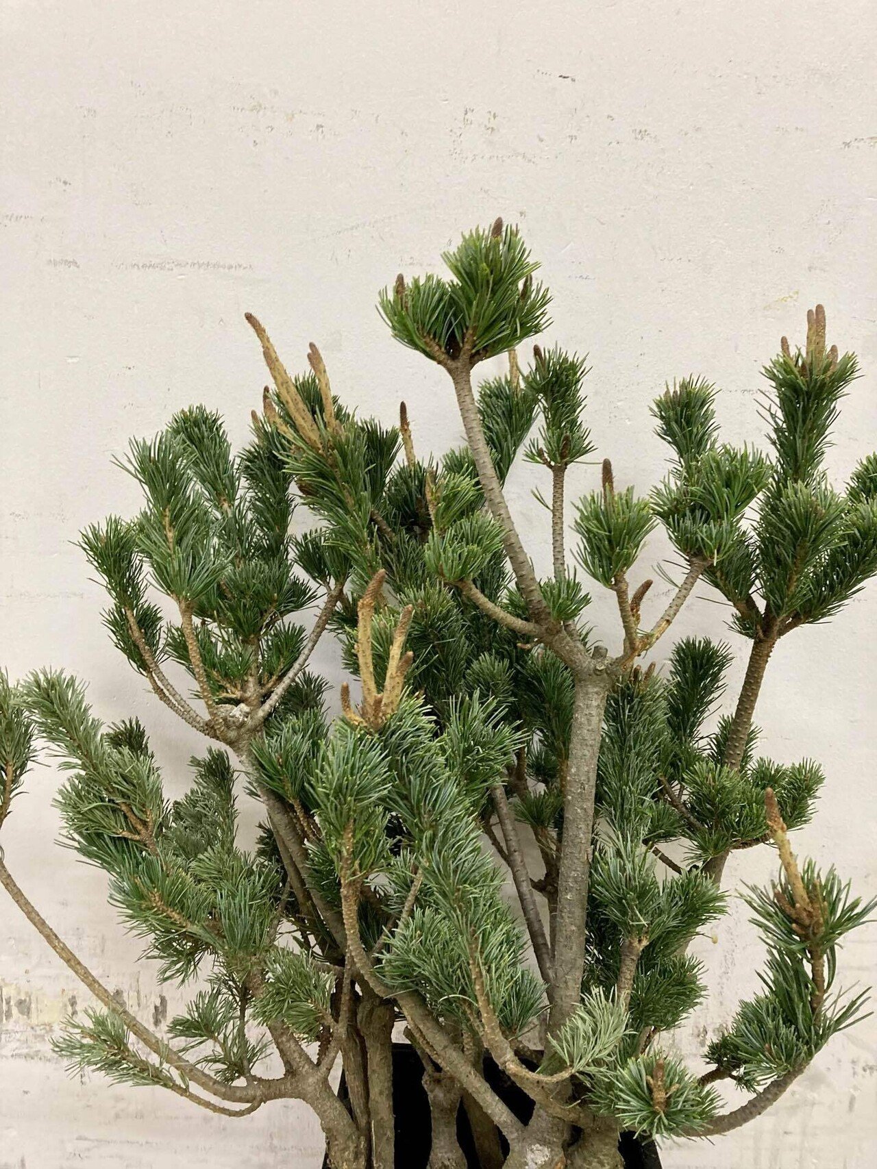 五葉松　生花　正月 五葉松 生花 正月 生花/即納】◇五葉松 大 - 花材通販はなどんやアソシエ