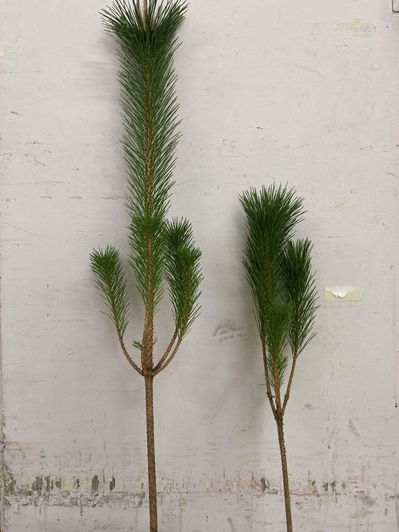 お正月に飾る“松”は種類ごとに意味がある！？｜D.STYLE