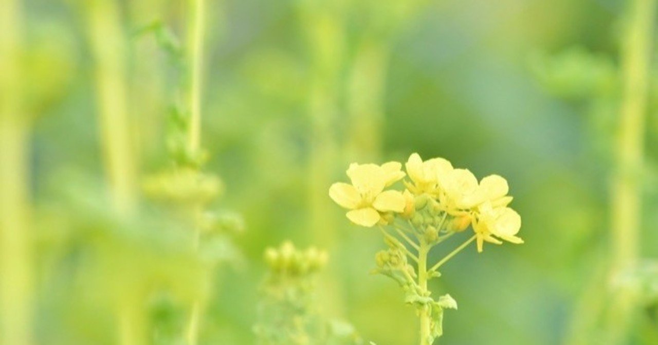 やっぱり異様な日本の英語教育 元凶は大学の怠慢と基礎理論の欠落 三浦陽一 Note