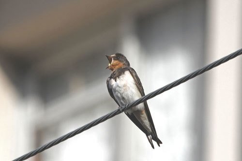 第326回 ツバメ 7回目 の渡り 翆野 大地 Note