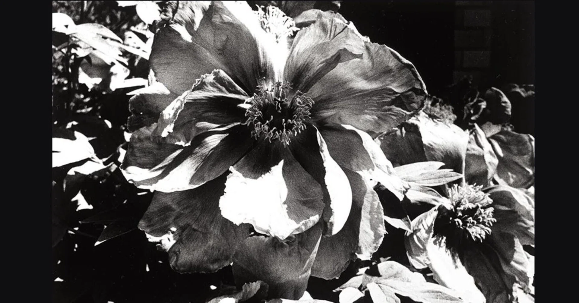 Daido Moriyama: Shashin Jidai 1981-1988 森山大道:写真時代 1981