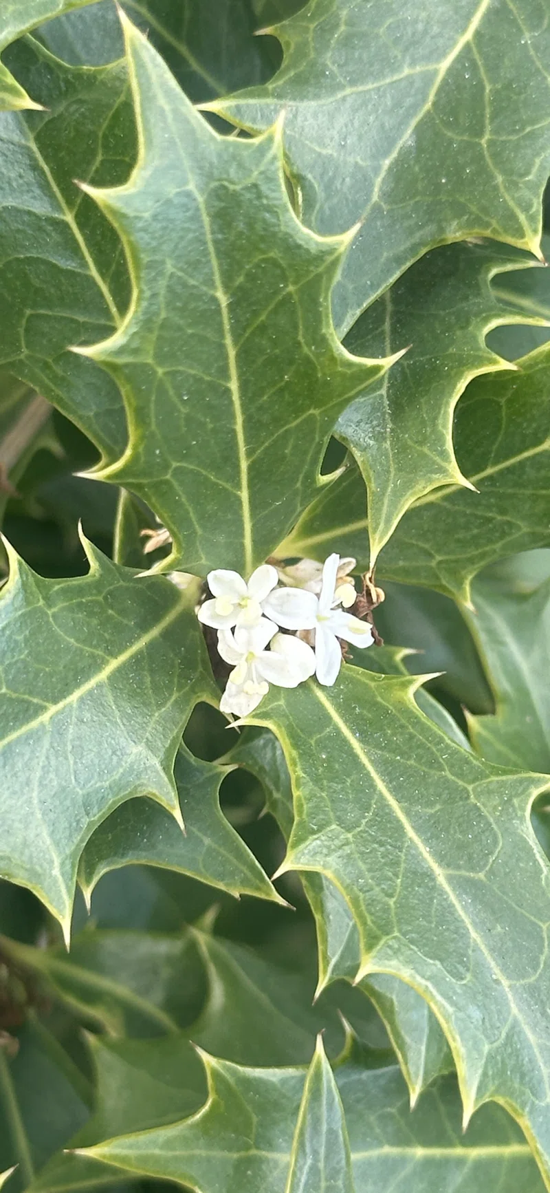 柊|EGGSEED