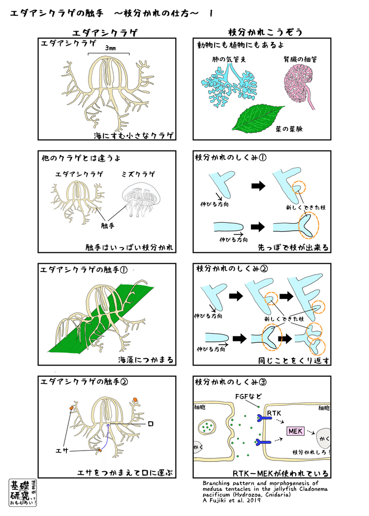 ▲01)【同梱不可】Tadpoles The Biology of Anuran Larvae/オタマジャクシ 無尾類の幼生の生物学/洋書/Univ of Chicago/1999年/A △01)【同梱不可】Tadpoles The Biology of Anuran Larvae