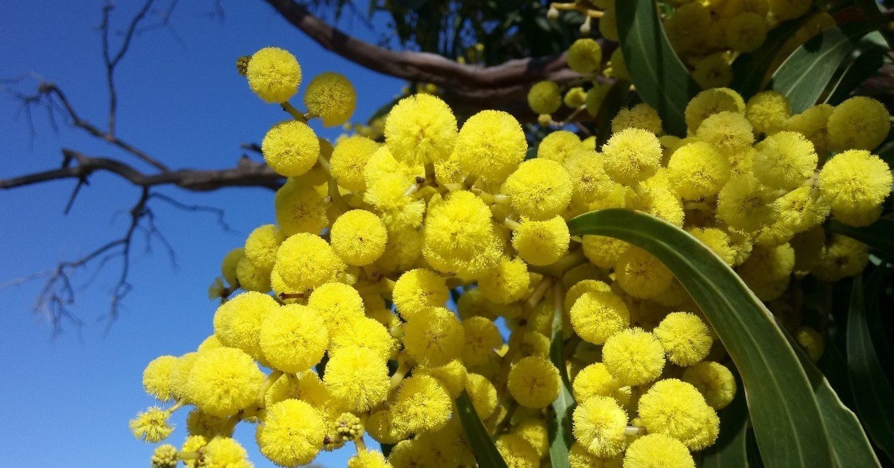 オーストラリアの国花ってご存知ですか キャノン美佳 Note オーストラリアの国花ってご存知ですか キャノン美佳 Note