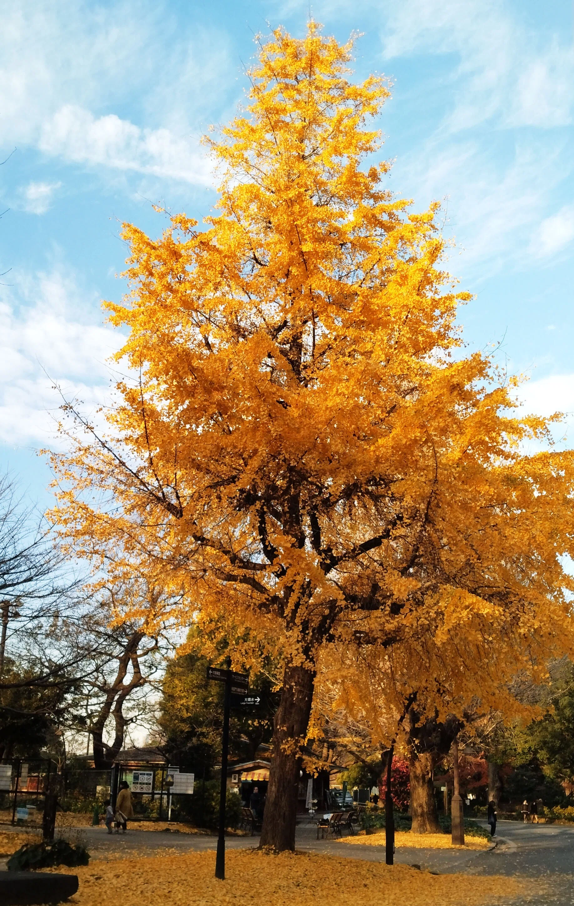 This is the beauty of late autumn. Walking through the yellow carpet of ...
