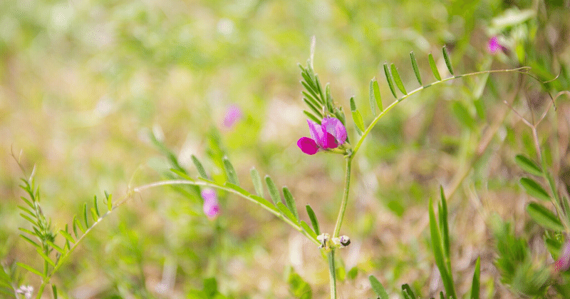 雑草から学ぶ「雑」のたくましさと多様性。～そしてネガティブ・ケイパビリティも