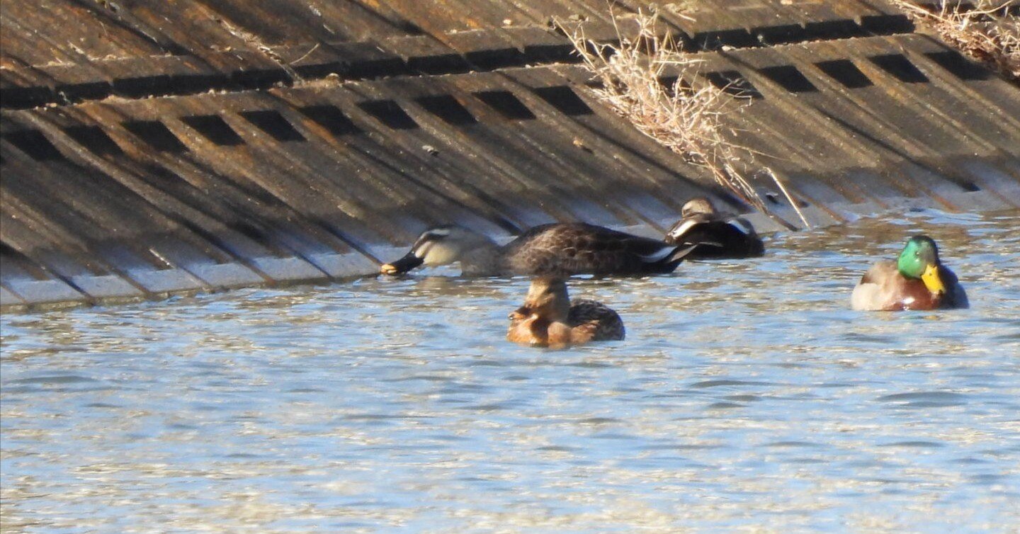 水鳥の見分け 探鳥会レポート＜H公園編＞3／3話 2023年12月｜ちる