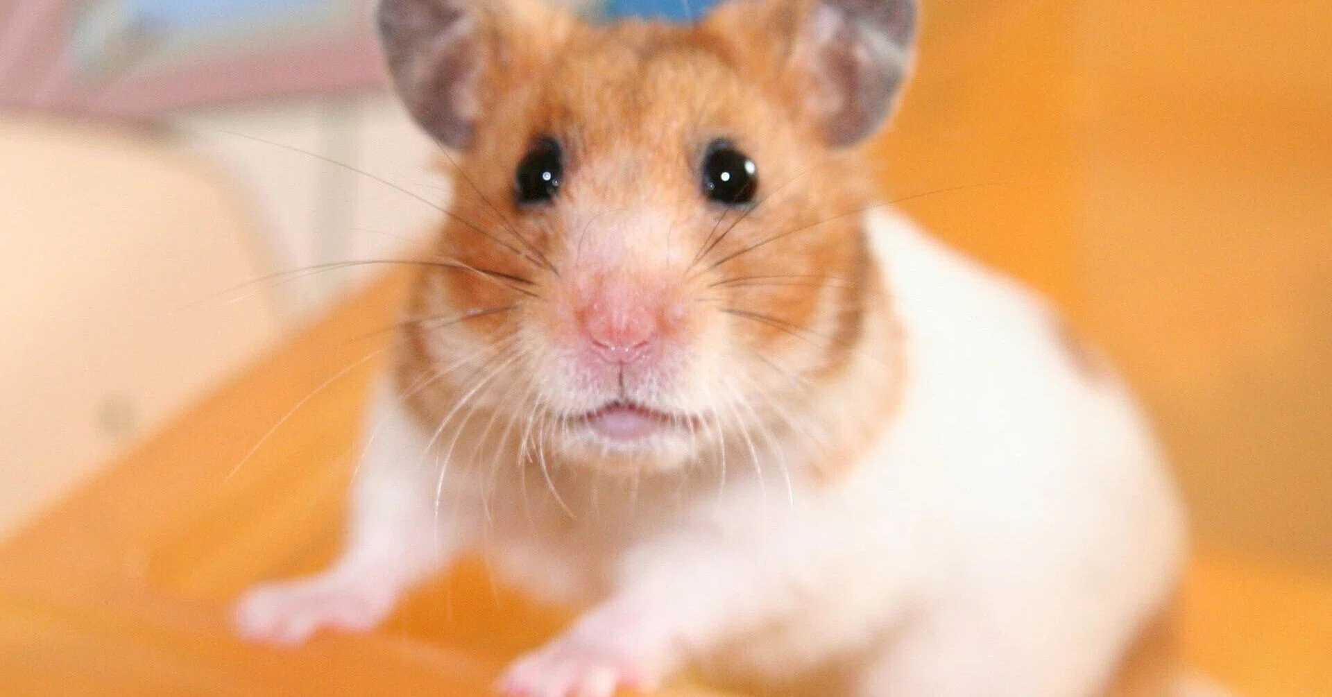 とっとこタム太郎～なぜひまわりの種に沼ったのか？5つの考察 