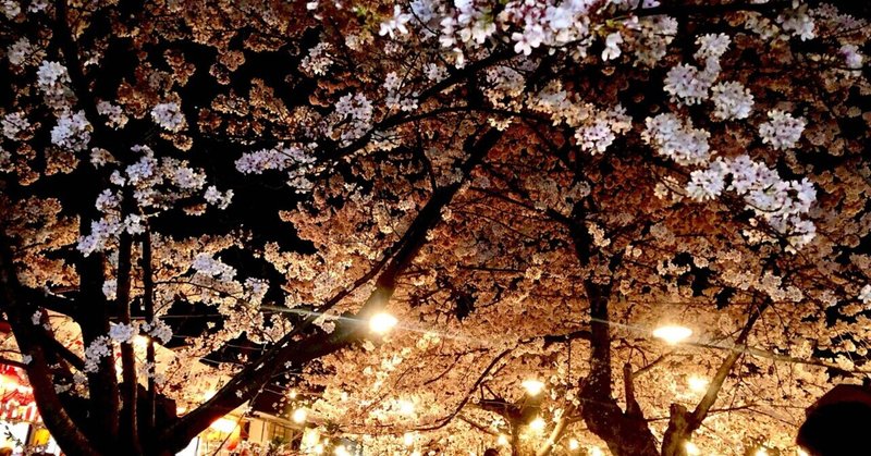 【前編】クソビビりが初めての一人旅で夜桜の綺麗な京都に行った話　＠Michelleの奇妙な冒険