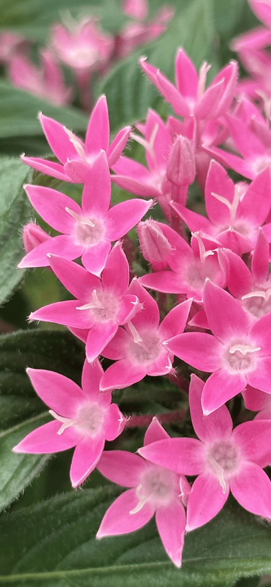 PENTAS TRUE PINK｜EGGSEED