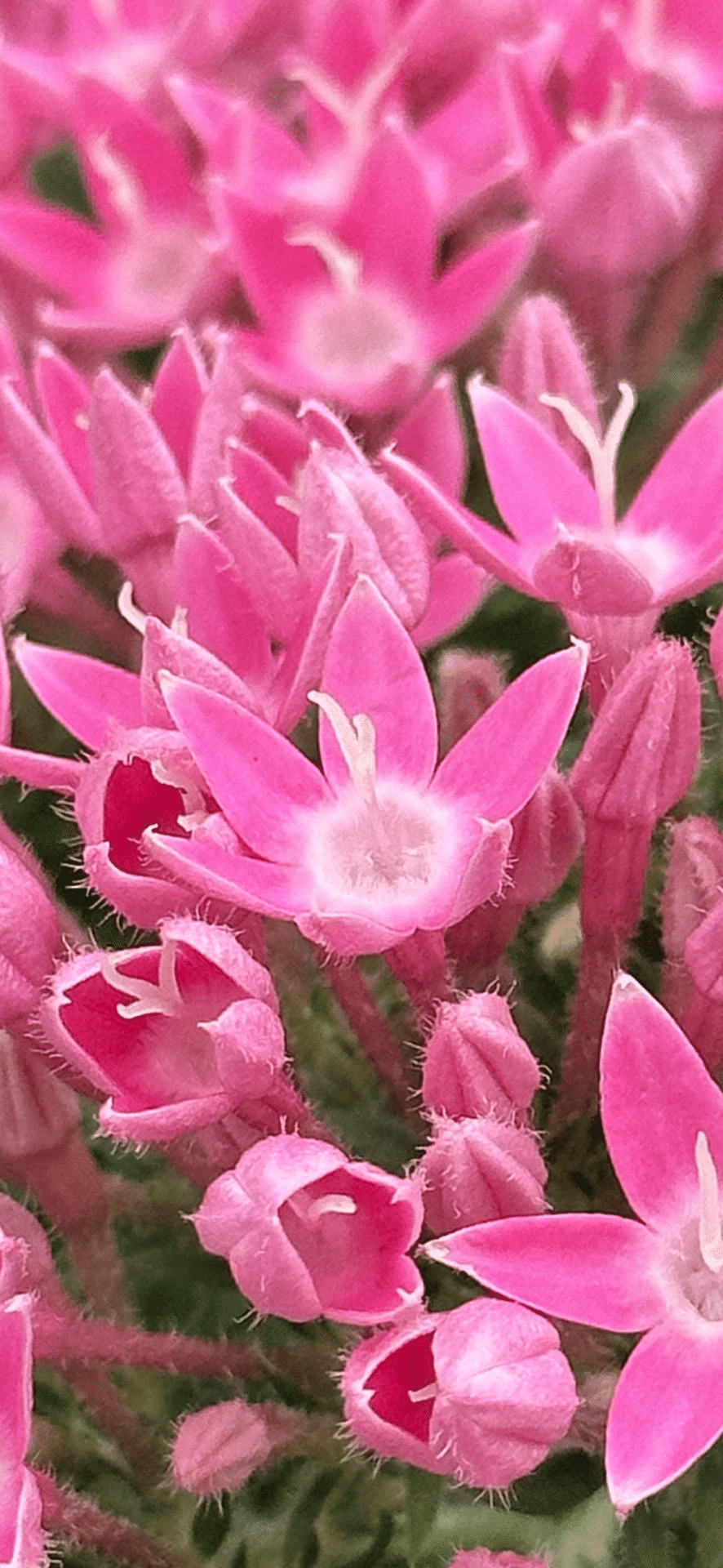 PENTAS TRUE PINK｜EGGSEED