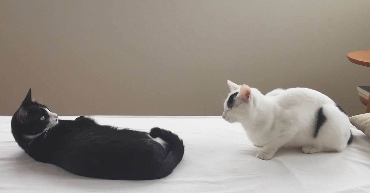 猫がゴロゴロ鳴く には癒し効果がある 体験談を交えて解説 ねこの