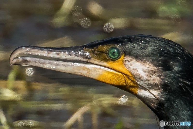 第328回 鵜の目鷹の目 翆野 大地 Note