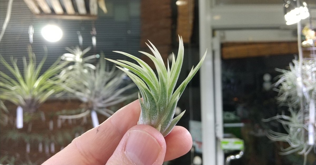 Tillandsia edithae Silver form チランジア・エディシアエ