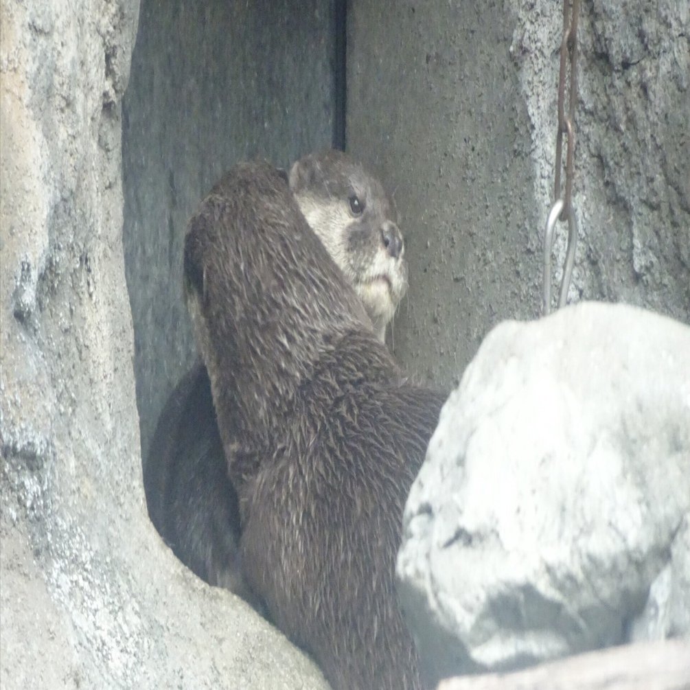 多摩動物公園①2023年11月23日｜ウソソ（カワウソファンの園館ノート）