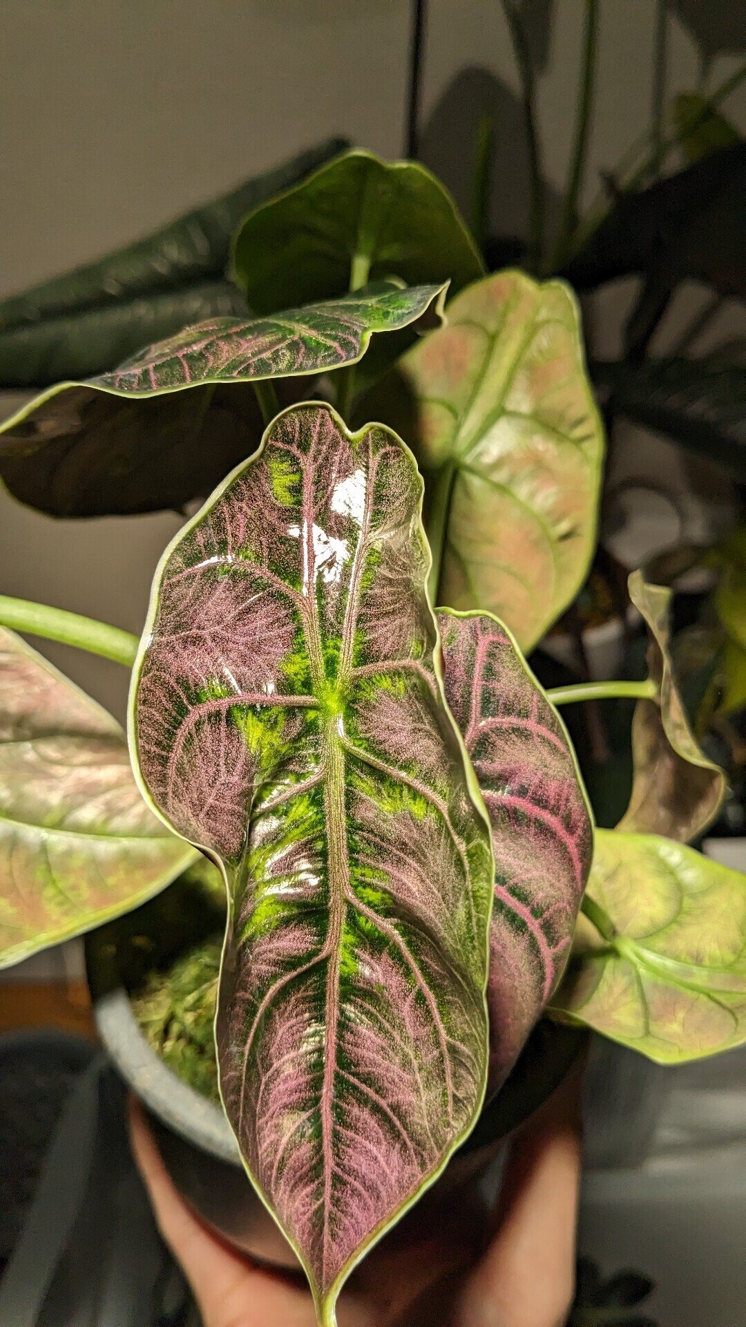 20231223 アロカシア アズラニー｜二千夏