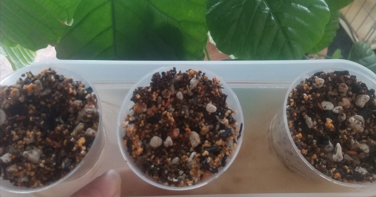 グラキリス種子 150粒 前後 播種実験済 グラキリス種子 150粒 前後 播種実験済 パキポディウム・グラキリス