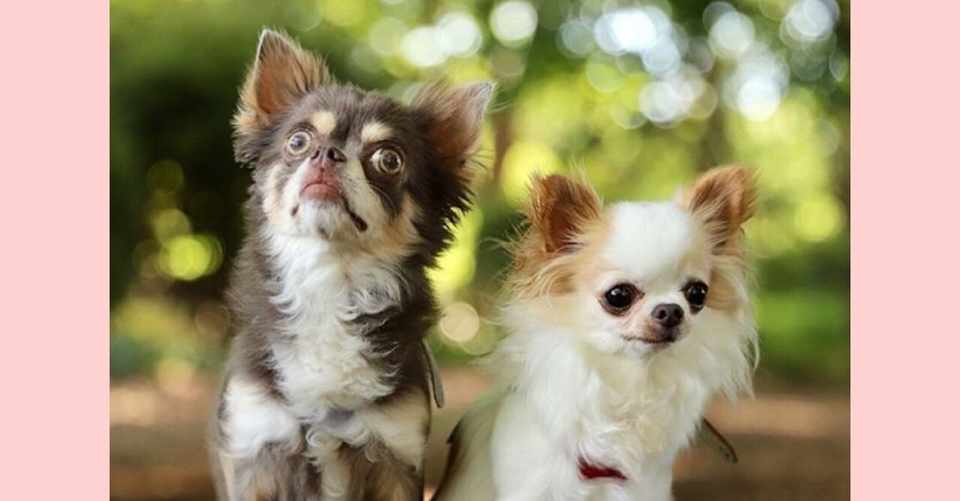 チワワのしつけがわかる チワワに適したしつけの時期と飼い方