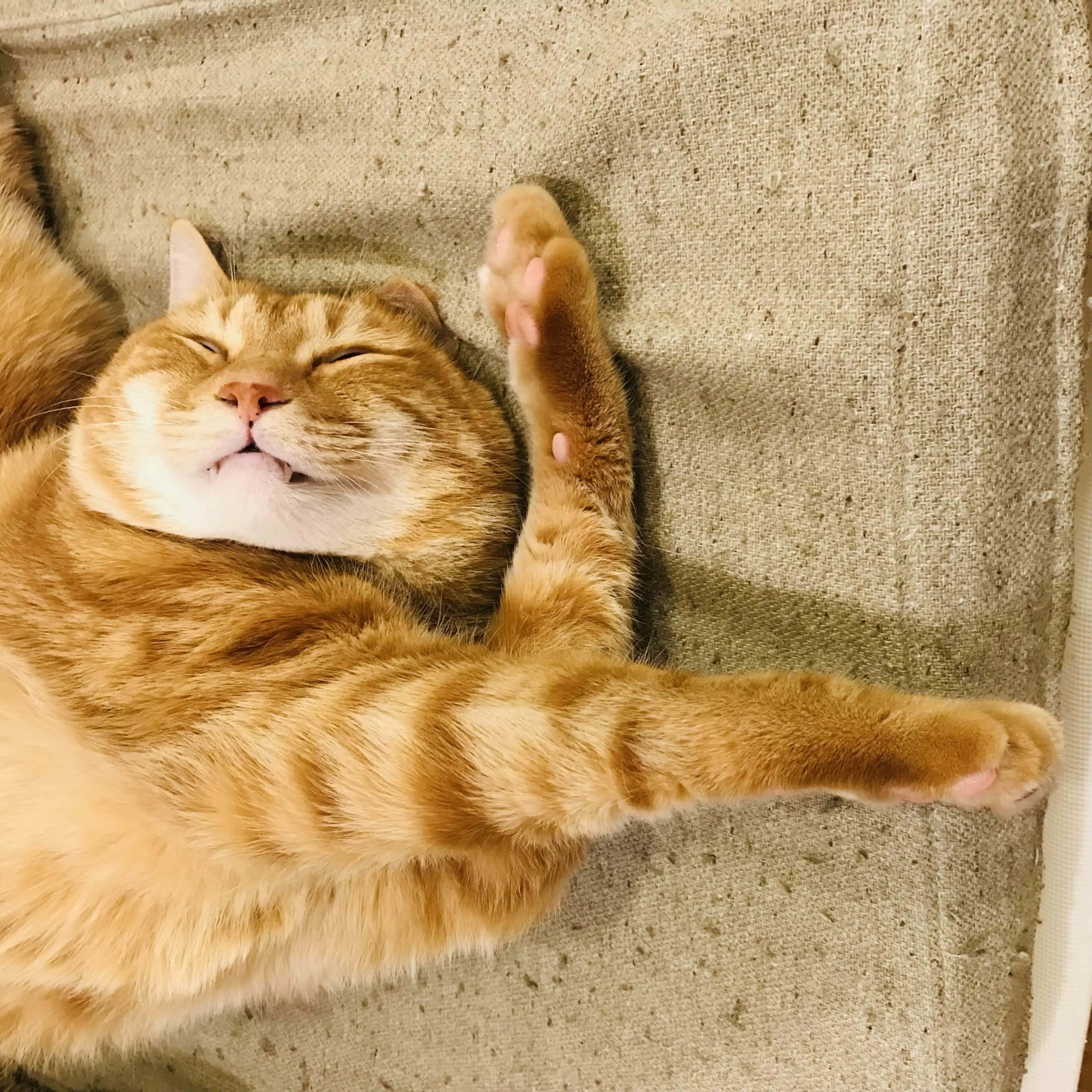 ふくふく