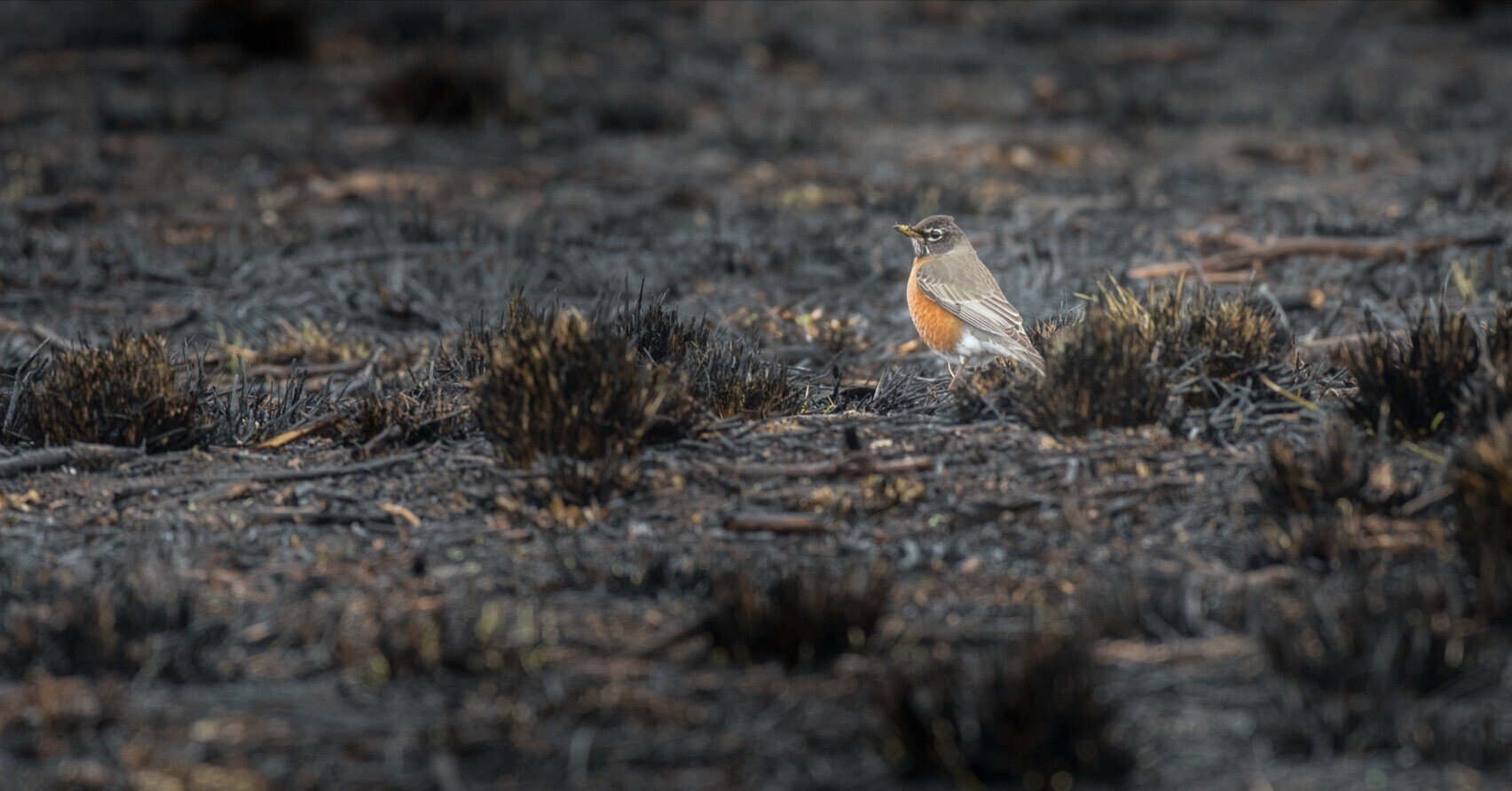 JELLYCAT 鳥 plum robin ロビン コマドリ ぬいぐるみ Plum Robin