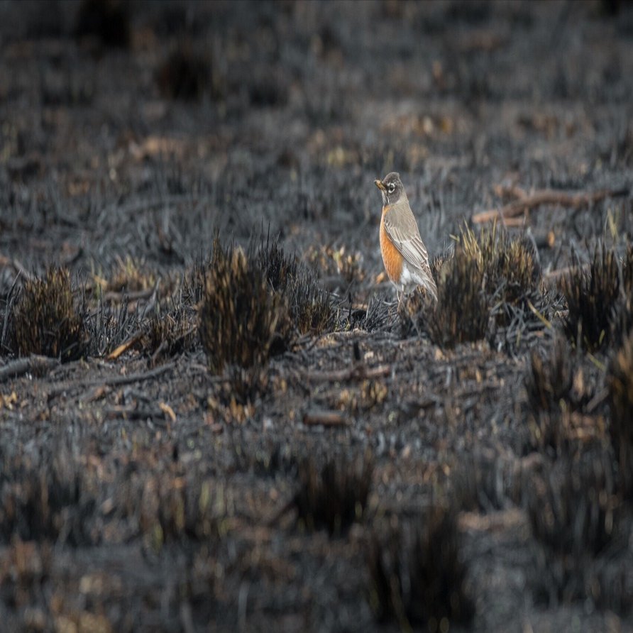 新作　新品　ジェリーキャット　ロビン　鳥　robin コマドリ　bird 冬 新作 新品 ジェリーキャット ロビン 鳥 robin コマドリ bird 冬｜Yahoo