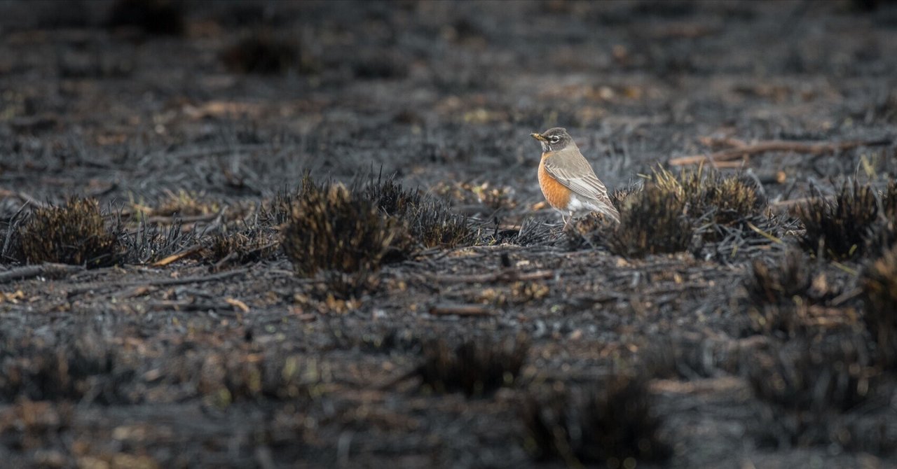 新作　新品　ジェリーキャット　ロビン　鳥　robin コマドリ　bird 冬 新作 新品 ジェリーキャット ロビン 鳥 robin コマドリ bird 冬