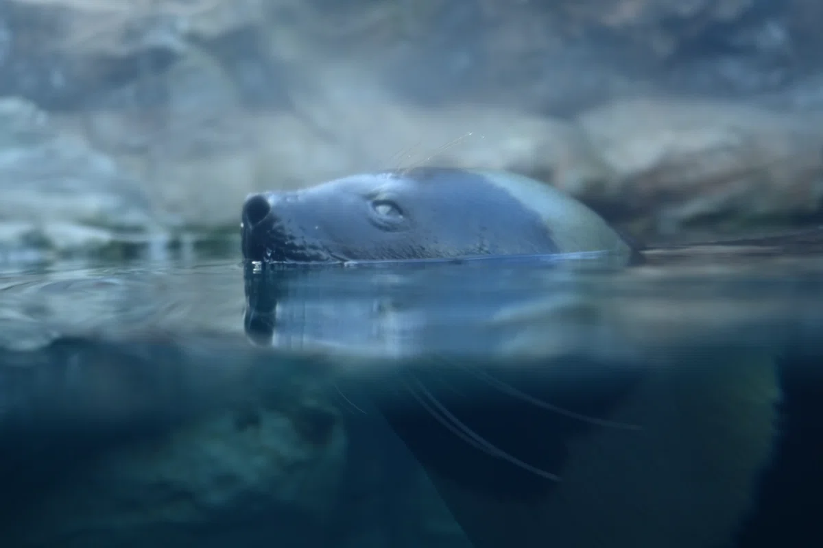 2023年水族館巡り備忘録①|もんがら