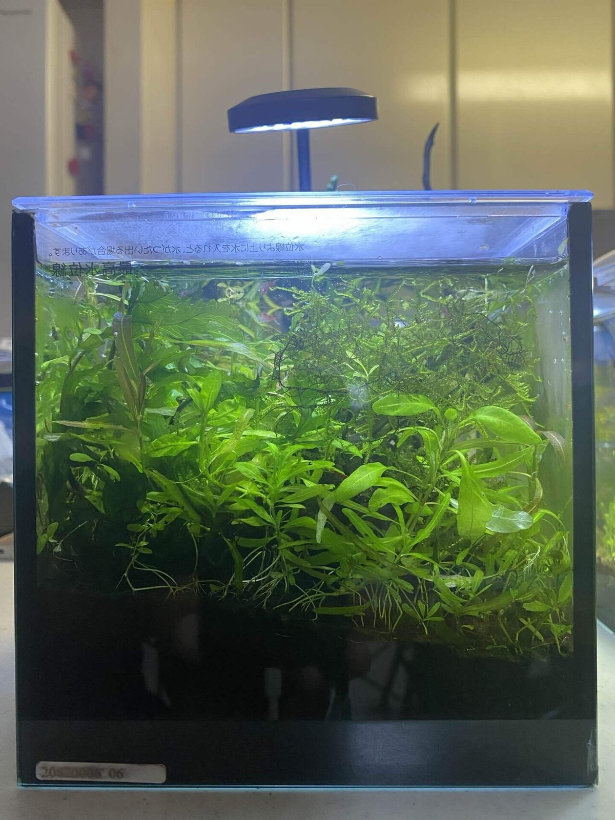 パルダリウム水槽W600×D300×H450㎜ クリア 高かっ 