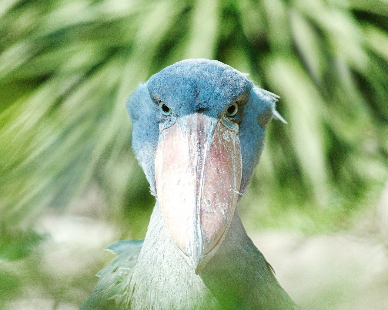 動かない鳥｜yuricamera / 寺島由里佳