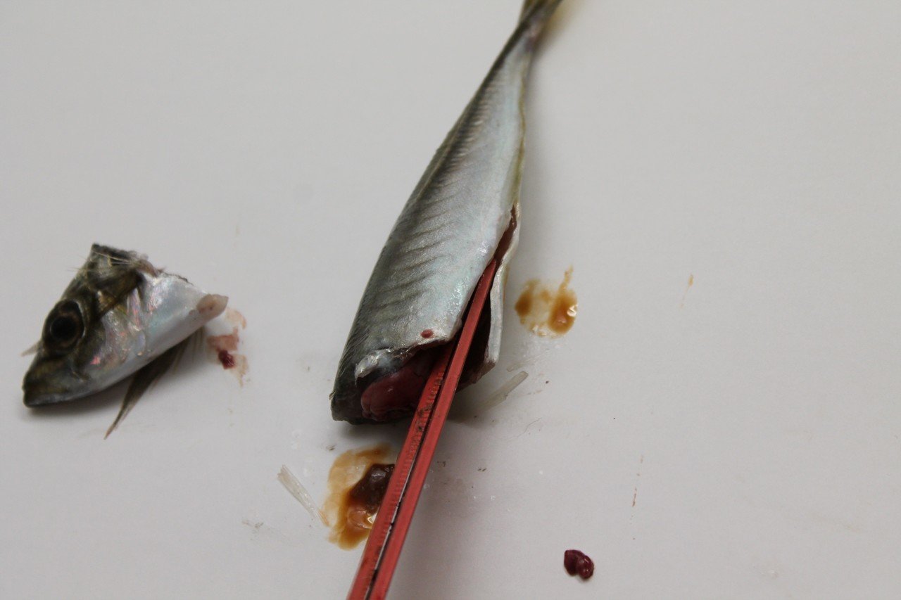 鯵の南蛮漬け 一手間かけた作り方 樋口直哉 Travelingfoodlab Note 鯵の南蛮漬け 一手間かけた作り方 樋口直哉 Travelingfoodlab Note