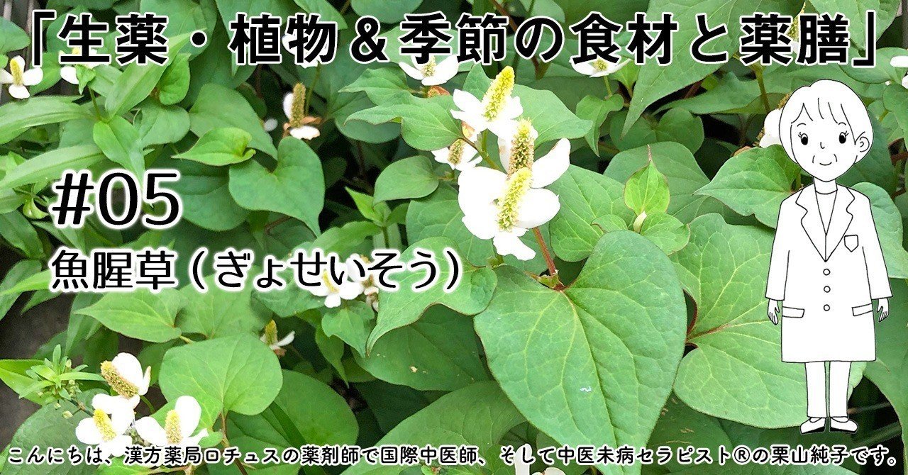 生薬 植物 季節の食材と薬膳 05 魚腥草 ぎょせいそう 中医未病協会 Note