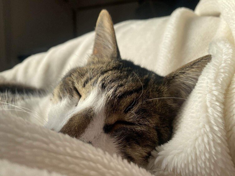 毛布にくるまる愛猫
