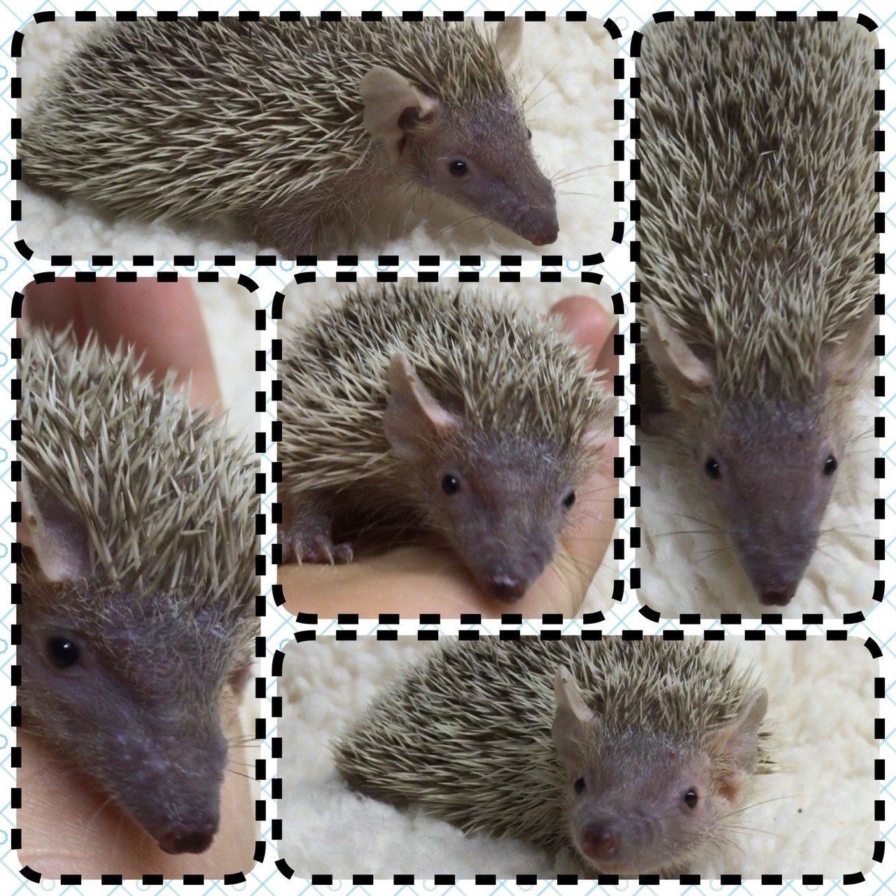 販売 ヒメハリテンレック 1月14日 ヒメハリテンレック 販売開始 あにまる本舗 ブリーダー ハリネズミ モモンガ ヤマネ Note