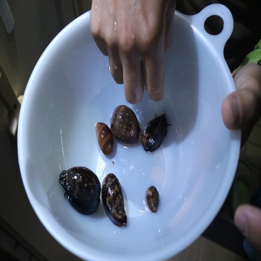 水生生物マニアにインタビュー Vol 2 小生物を愛する実験家 イノカ Note